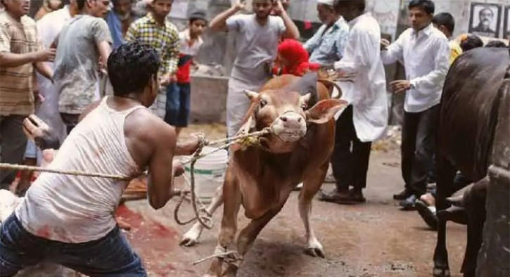 দেশে প্রায় এক কোটি পশু কোরবানি দেশে প্রায় এক কোটি পশু কোরবানি